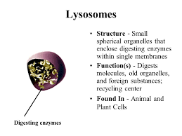 Check spelling or type a new query. Their Structures And Functions Ppt Video Online Download