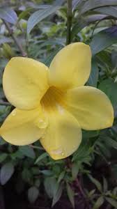 Image result for Cascabela thevetia