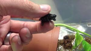 These small turtles can be found in marshes that stretch across much of the eastern band of the united states. World S Smallest Turtle Youtube