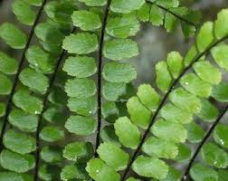 Image result for Asplenium preussii