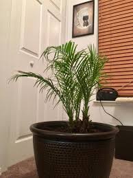 Check spelling or type a new query. Sentimental Pygmy Date Palm Problems Palms In Pots Palmtalk