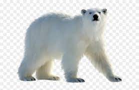Pin By Marius Peltea On Halloween Png Polar Bear White Bear Polar