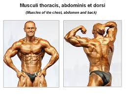 In this article, learn more about the causes. General Myology Muscles An Active Part Of The