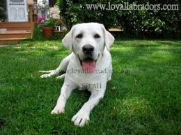 Colorado is a great place to raise and sell quality lab puppies! Loyal Labradors White English Lab Puppies For Sale