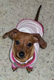 Search for a puppy or dog. L Happy Tails Dachshund Rescue Of North America