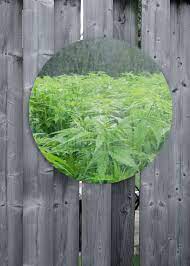 I don't understand the actual necessity of hydroponic basin. Increase Cannabis Yields With Reflective Walls Grow Weed Easy