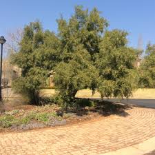 Image result for Searsia acuminatissima