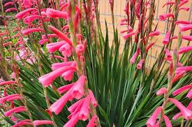 Image result for Watsonia