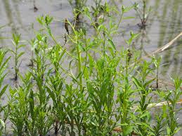 Image result for Sphenoclea zeylanica