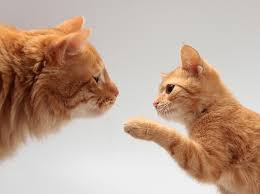 If your cat is in the prime of her life and has a bold, outgoing personality, she may enjoy having a fascinating new roommate to watch and. 5 Tips For Introducing A Kitten To Adult Cats
