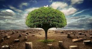 Resultado de imagen para ecologia