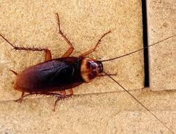 Need a pest control pro near you? Top 5 Cockroach Prevention Tips Commercial Pests Copesan