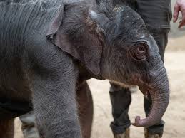 Can you hear the stomping of little feet? 👣🐘 Nhi Linh gave birth to a healthy, female calf on Monday, Feb. 2, 2026! Both mother and baby are resting in the elephant