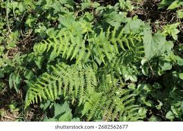 Image result for Dennstaedtiaceae