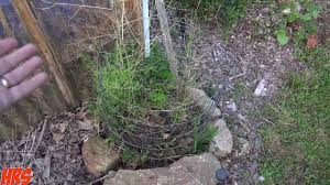 I planted 1 year old asparagus. Asparagus Is Dying What Should You Do To Save Dying Asparagus Youtube