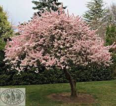 Pin On Trees