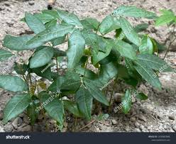 Image result for Rourea