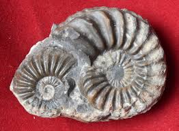 Image result for Pleioceras