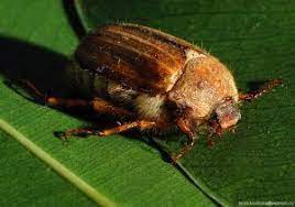 An Adult Summer Chafer Beetle Amphimallon Solstitiale Lawn Grubs Insects