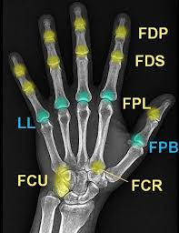 Image result for Normal Anatomic Position of the Hand and Wrist