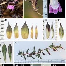 Image result for Lepidagathis andersoniana