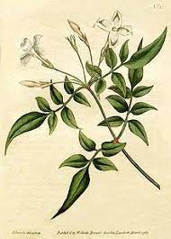 Jasminum Officinale Botanical Illustration Botanical Prints Botanical Drawings