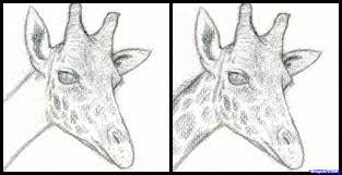 Want to start sketching, drawing, and creating? How To Draw A Giraffe Head Step By Step Safari Animals Animals Giraffe Head Giraffe Drawing Animal Drawings