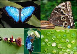 La Morfo Azul Insectos Mexicanos En Peligro De Extincion Facebook