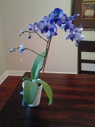 White Phalaenopsis Orchid Dyed With Purple Food Coloring Phalaenopsis Orchid Orchids Purple Food Coloring