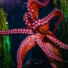Giant Pacific Octopus - Georgia Aquarium