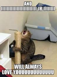 Bild Bild Kloster Funny Cat Memes Funny Animal Memes Funny Dog Memes