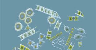 phytoplankton | AMNH