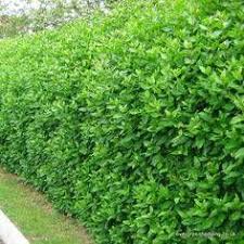 Your tall hedges stock images are ready. Clusia Hedge Plants Delivery 5 5 Ft To 6ft Tall By 3 Wide Garden Hedges Hedging Plants Hedges