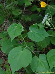 Image result for Adenia mossambicensis