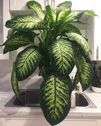 My Dumbcane Is Getting Too Big To Water In The Sink Guess It S Time To Repot This Baby Indoor Tropical Plants Indoor Flowering Plants Tropical House Plants
