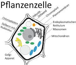 They can be transformed into basal bodies. Pflanzenzelle Pflanzenzelle Beschriftet Zellen