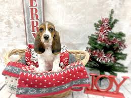 Find the perfect basset hound puppy for sale in ohio, oh at puppyfind.com. Basset Hound Puppies Petland Chillicothe
