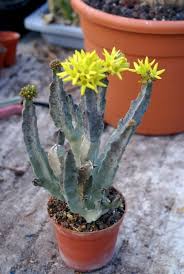Plants Stapeliads Relatives Succulent Mostly Milkweeds From Another Planet Flowering Succulents Cactus Plants Plants