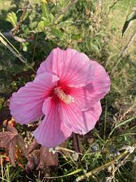 Hibiscus Flowers In The Uk Hibiscus Flowers Hibiscus Shrub Hibiscus