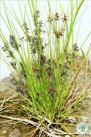 Image result for Pycreus flavidus