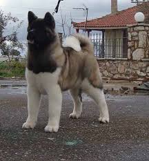 Pin By Interpet S International On American Akita De Vanzare Akita Dog Japanese Dogs Akita Puppies