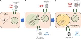 The animal cell which does not possess nucleus is. Frontiers Medusavirus Ancestor In A Proto Eukaryotic Cell Updating The Hypothesis For The Viral Origin Of The Nucleus Microbiology