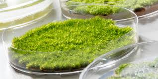 Image result for liquid moss