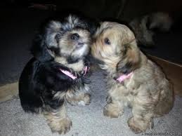 Browse our most beautiful selection of tiny little shih tzu puppies here at teacups! Shih Tzu Pets And Animals For Sale Iowa