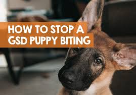 If this doesn't work, calmly put her in her crate with a small treat for a puppy timeout. How To Stop A German Shepherd Biting 12 Methods To Stop Puppy Bites
