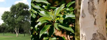 Image result for Cyperus pseudoleptocladus