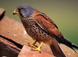 Temas incluyen familia cuerpo alimentos hogar mundo escuela. Cernicalo Vulgar O Falco Tinnunculus Una Rapaz Que Impresiona En Nonstop