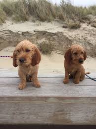 We did not find results for: Basset Fauve De Bretagne Pups Bruno Foof Waaijpolder Cute Dogs Cute Dog Pictures Cute Animals