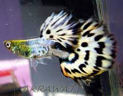 Pin On Guppy Care