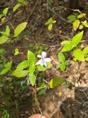 Image result for Mostuea brunonis